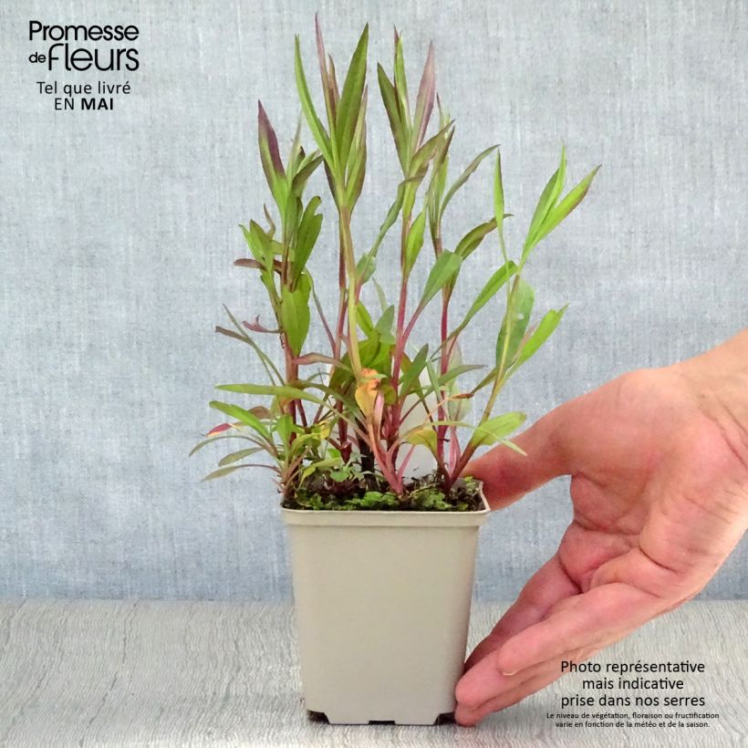 Spécimen de Aster ericoïdes Pink Cloud Godet de 7/8 cm tel que livré au printemps