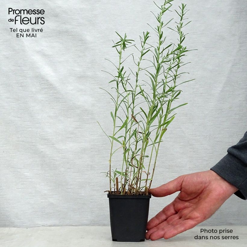 Spécimen de Aster ericoïdes Schneetanne - Aster fausse-bruyère Godet de 8/9 cm tel que livré au printemps