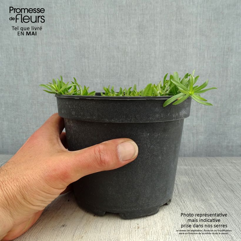 Spécimen de Aster ericoïdes f. prostratus Snow Flurry - Aster fausse-bruyère Pot de 2L/3L tel que livré au printemps