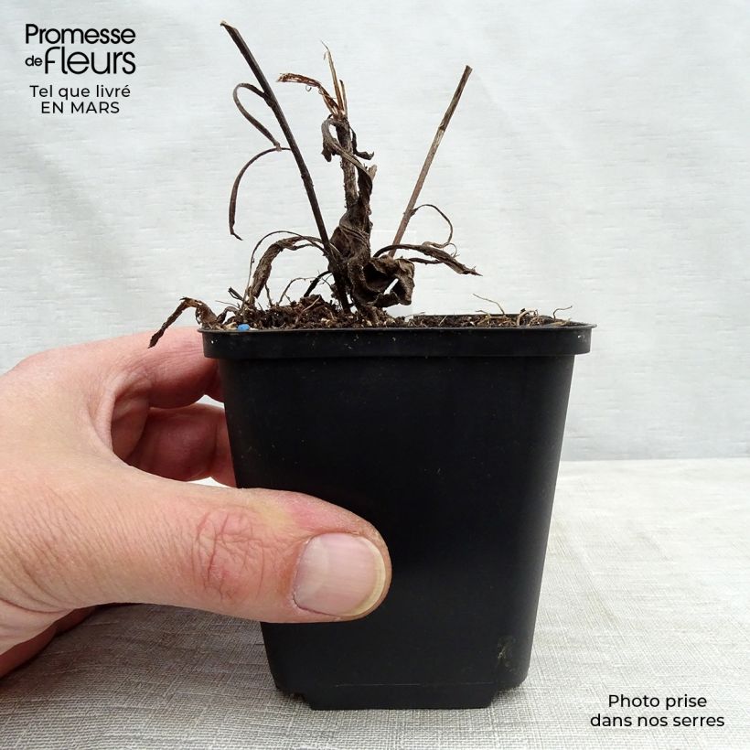 Spécimen de Aster frikartii Jungfrau - Aster d'été Godet de 8/9 cm tel que livré au printemps