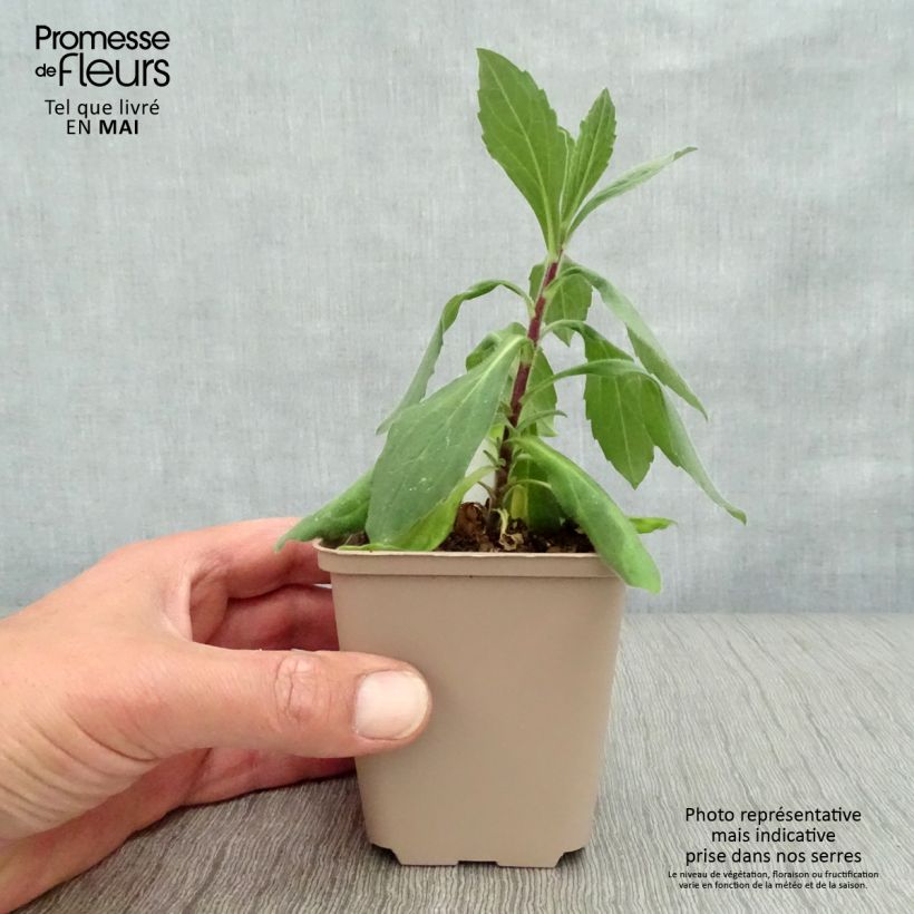 Spécimen de Aster frikartii Wunder von Stäfa - Aster d'automne Godet de 8/9 cm tel que livré au printemps