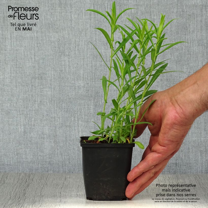 Spécimen de Aster hybride Ann Leys Godet de 8/9 cm tel que livré au printemps