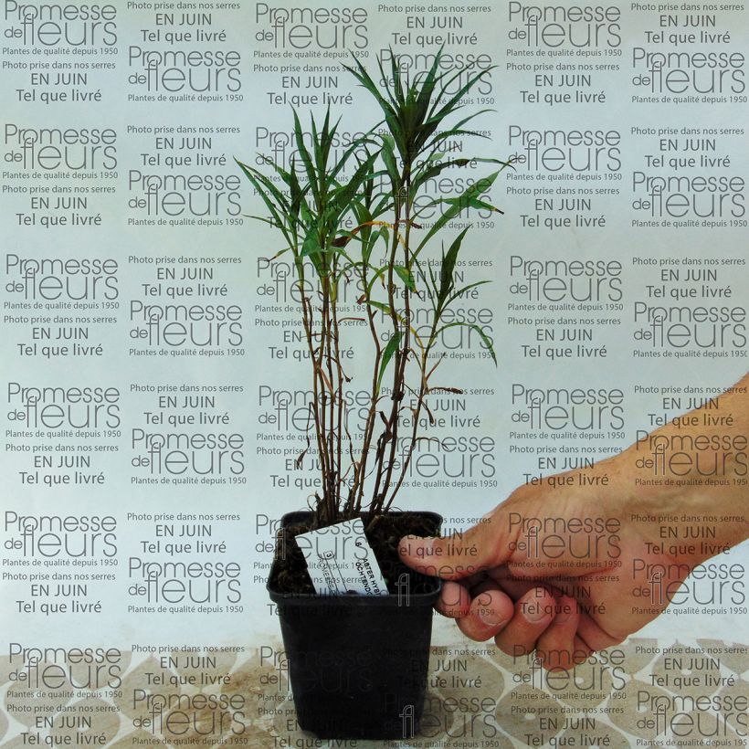 Exemple de spécimen de Aster hybride Ochtendgloren - Aster d'automne Godet de 8/9 cm tel que livré