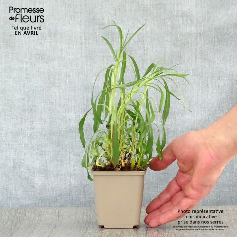 Spécimen de Aster hybride Pink Star - Aster rose Godet de 8/9 cm tel que livré au printemps