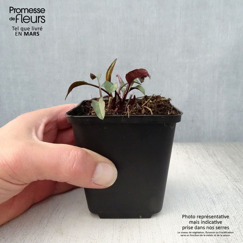 Spécimen de Aster laevis - Aster géant d'automne Godet de 8/9 cm tel que livré au printemps