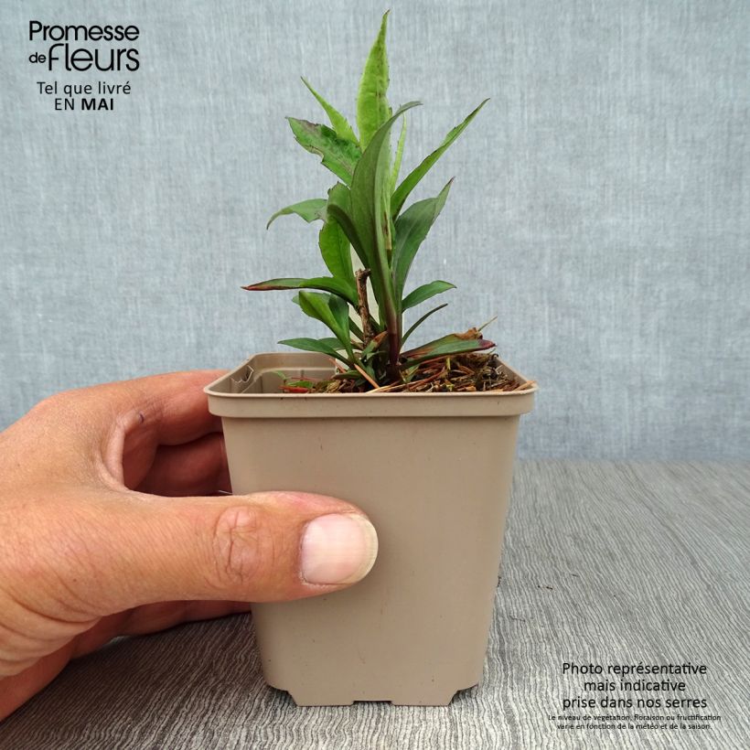 Spécimen de Aster laevis Calliope - Aster géant d'automne Godet de 8/9 cm tel que livré au printemps