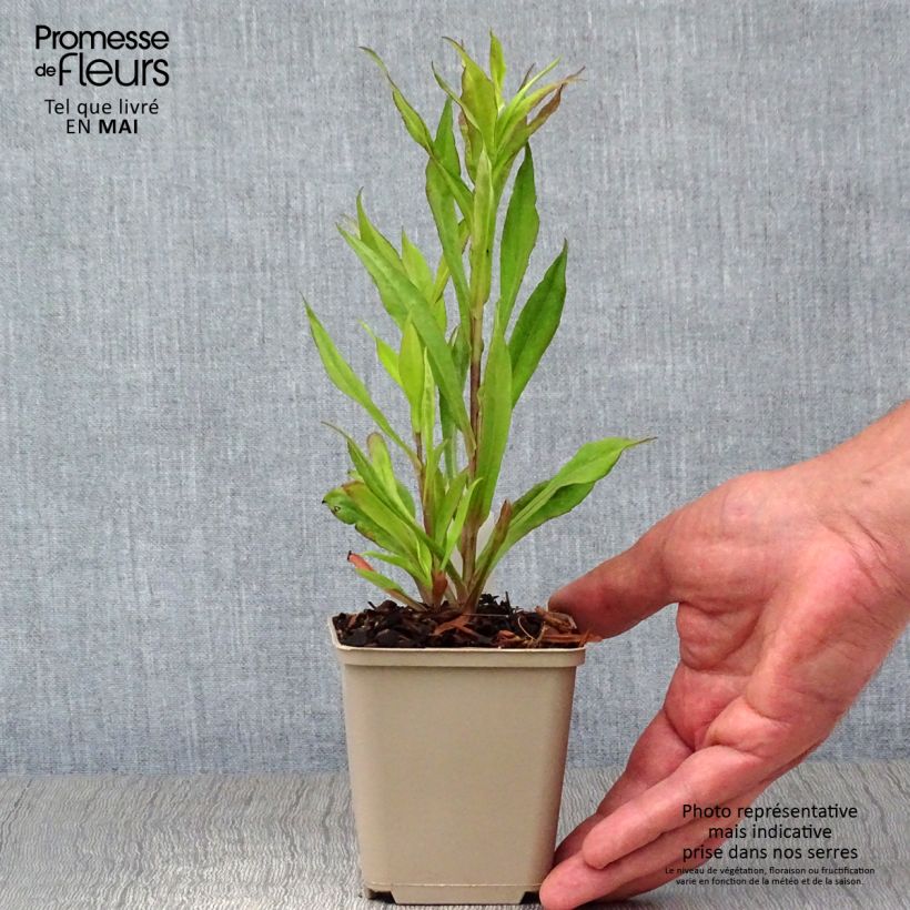 Spécimen de Aster lateriflorus Chloe - Aster d'automne Godet de 8/9 cm tel que livré au printemps