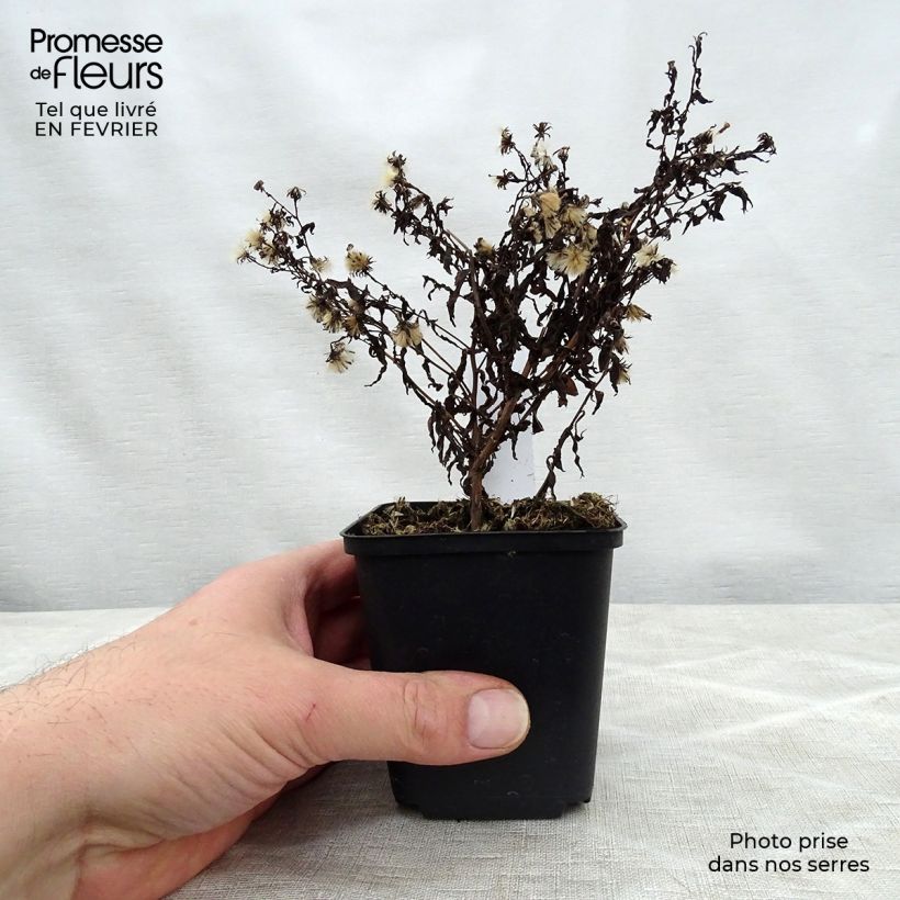 Spécimen de Aster lateriflorus Coombe Fishacre - Aster grand d'automne Godet de 8/9 cm tel que livré en hiver
