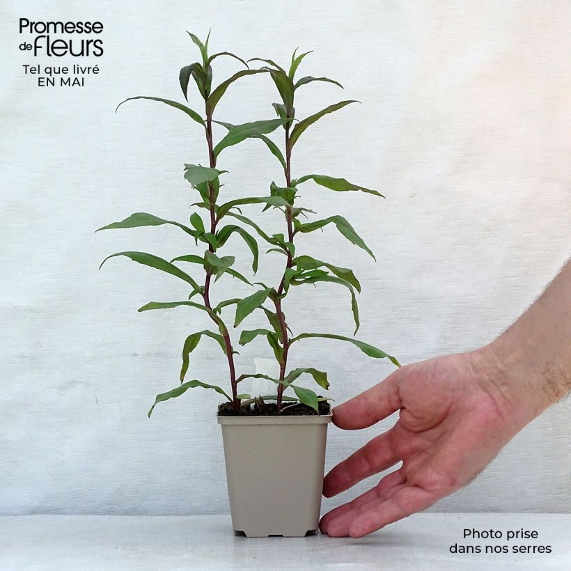 Spécimen de Aster lateriflorus Horizontalis - Aster d'automne Godet de 8/9 cm tel que livré au printemps