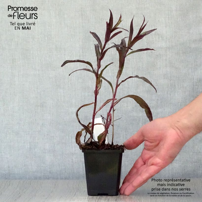 Example of Aster lateriflorus Lady In Black Godet de 8/9 cm as you get in printemps