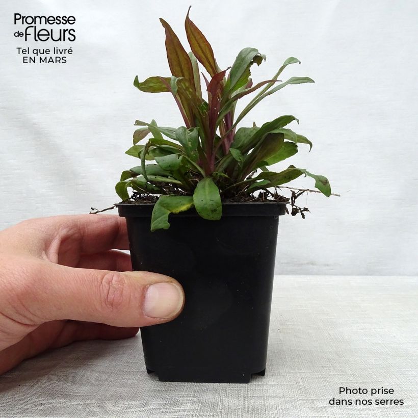 Spécimen de Aster lateriflorus Prince Godet de 8/9 cm tel que livré au printemps