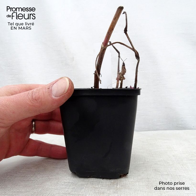 Spécimen de Aster macrophyllus Godet de 8/9 cm tel que livré au printemps