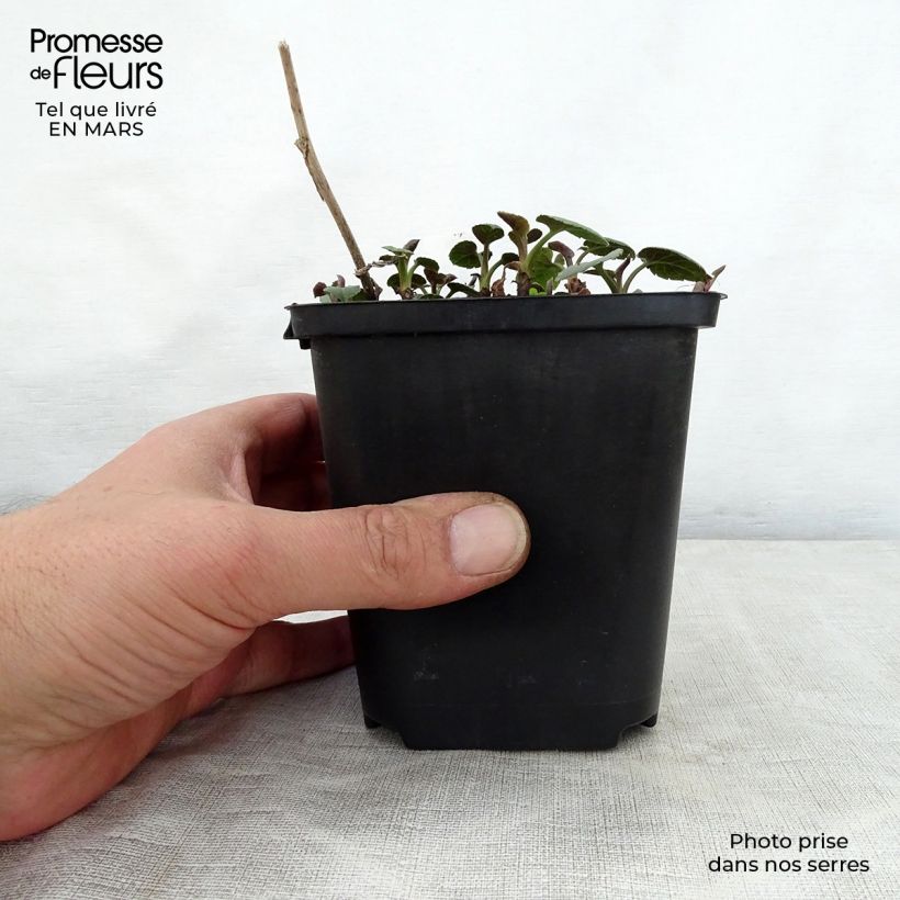 Spécimen de Aster macrophyllus Albus - Aster à grandes feuilles Godet de 8/9 cm tel que livré au printemps