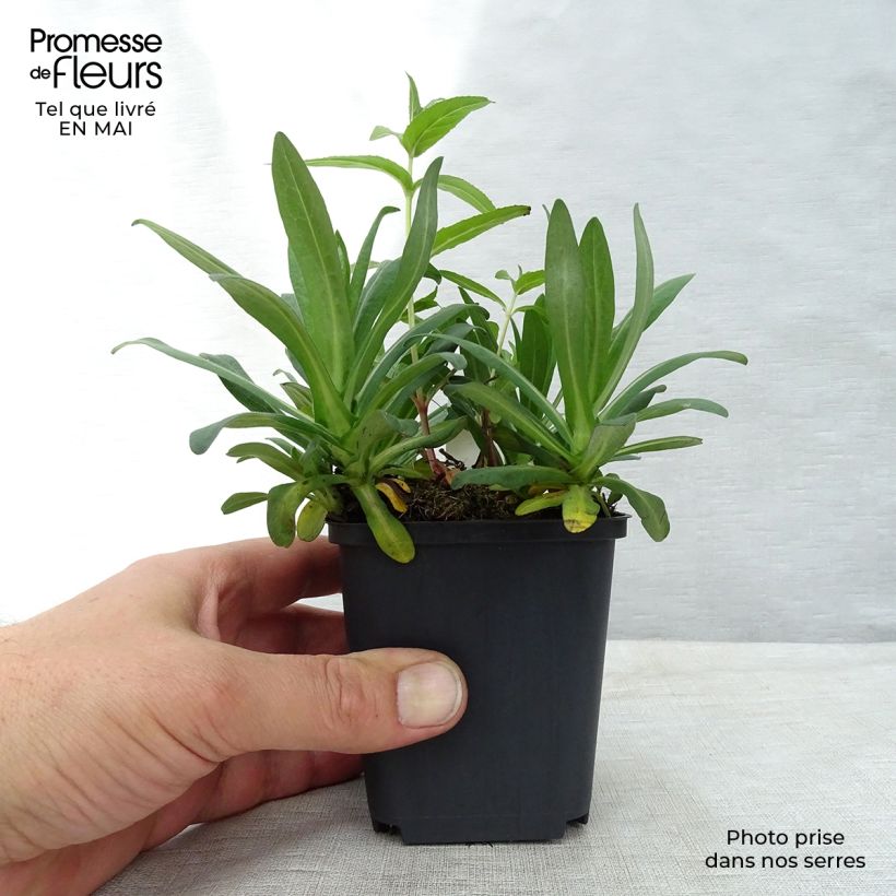 Spécimen de Aster novae-angliae Andenken an Alma Pötschke Godet de 7/8 cm tel que livré au printemps