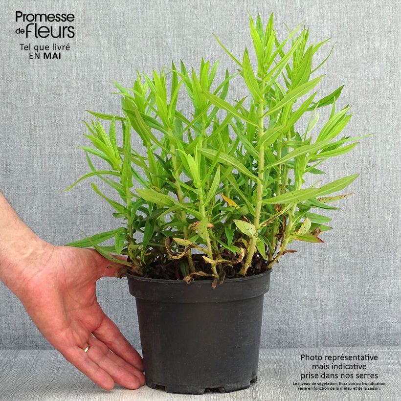 Spécimen de Aster novae-angliae Andenken an Alma Pötschke Pot de 2L/3L tel que livré au printemps