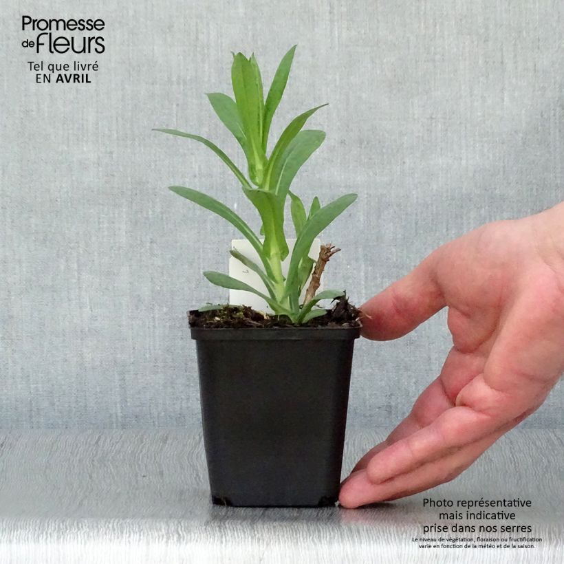 Spécimen de Aster novae-angliae Andenken an Paul Gerber - Aster grand d'Automne. Godet de 8/9 cm tel que livré au printemps