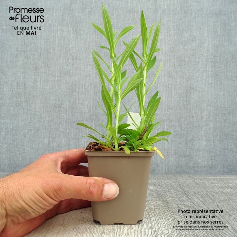 Spécimen de Aster novae angliae Annabelle de Chazal - Aster grand d'automne Godet de 8/9 cm tel que livré au printemps