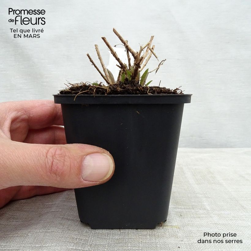 Spécimen de Aster novae-angliae Barr's Pink - Grand aster d'automne Godet de 8/9 cm tel que livré au printemps