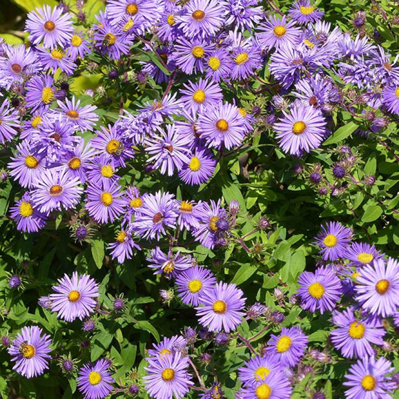 Aster novae angliae Barrs Blue - Aster grand d'automne (Flowering)