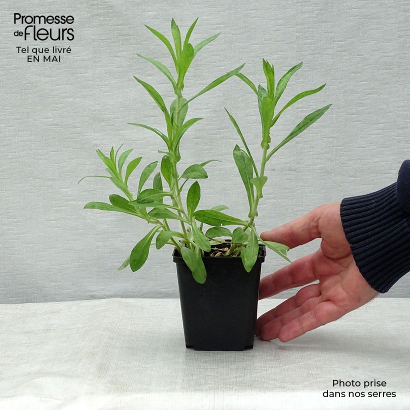 Example of Aster novae angliae Barrs Blue - Aster grand d'automne Godet de 8/9 cm as you get in printemps