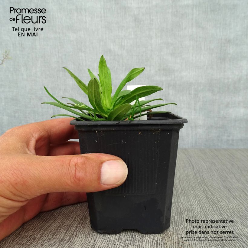 Spécimen de Aster novae-angliae Purple Dome - Aster d'automne Godet de 8/9 cm tel que livré au printemps