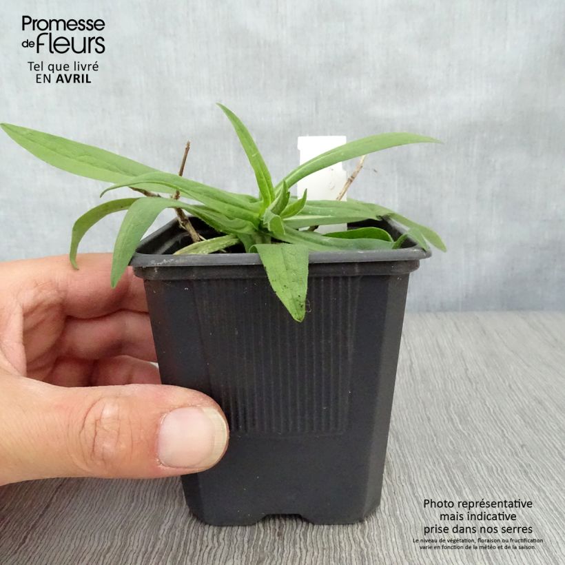 Spécimen de Aster novae-angliae Rosa Sieger - Aster grand d'automne Godet de 7/8 cm tel que livré au printemps