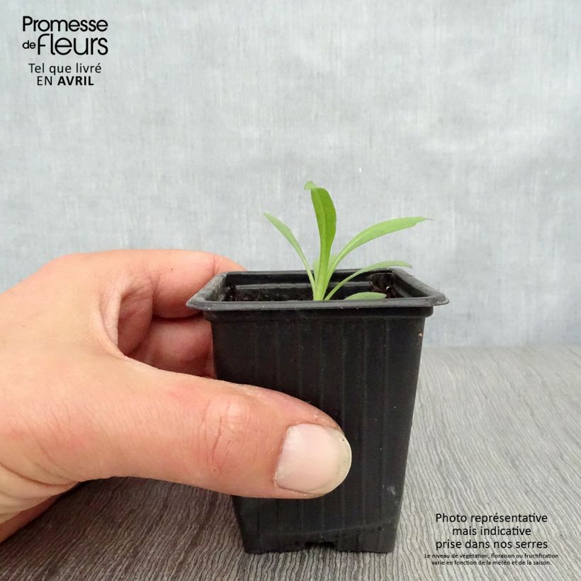 Spécimen de Aster novae-angliae Septemberrubin - Septembre rouge Godet de 7/8 cm tel que livré au printemps