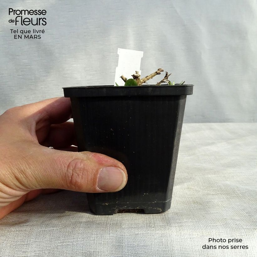 Spécimen de Aster novae-angliae Violetta - Aster grand d’automne Godet de 8/9 cm tel que livré au printemps