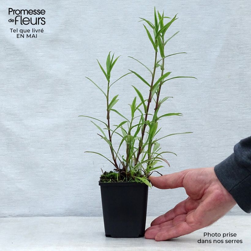 Spécimen de Aster novi-belgii Crimson Brocade - Aster grand d'automne Godet de 8/9 cm tel que livré au printemps