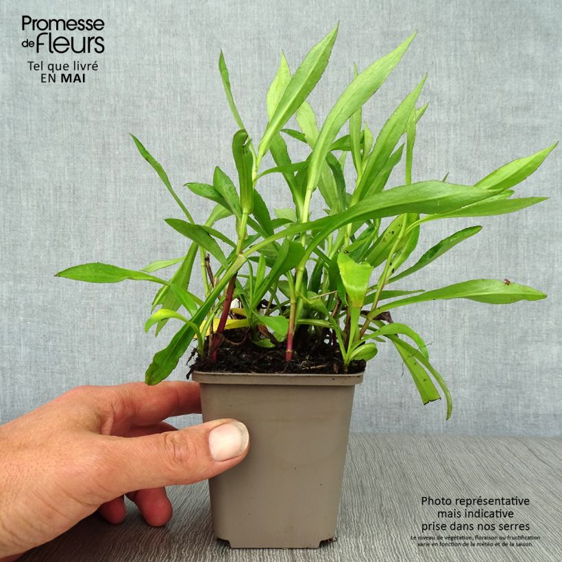 Spécimen de Aster novi-belgii Patricia Ballard - Aster grand d’automne Godet de 8/9 cm tel que livré au printemps