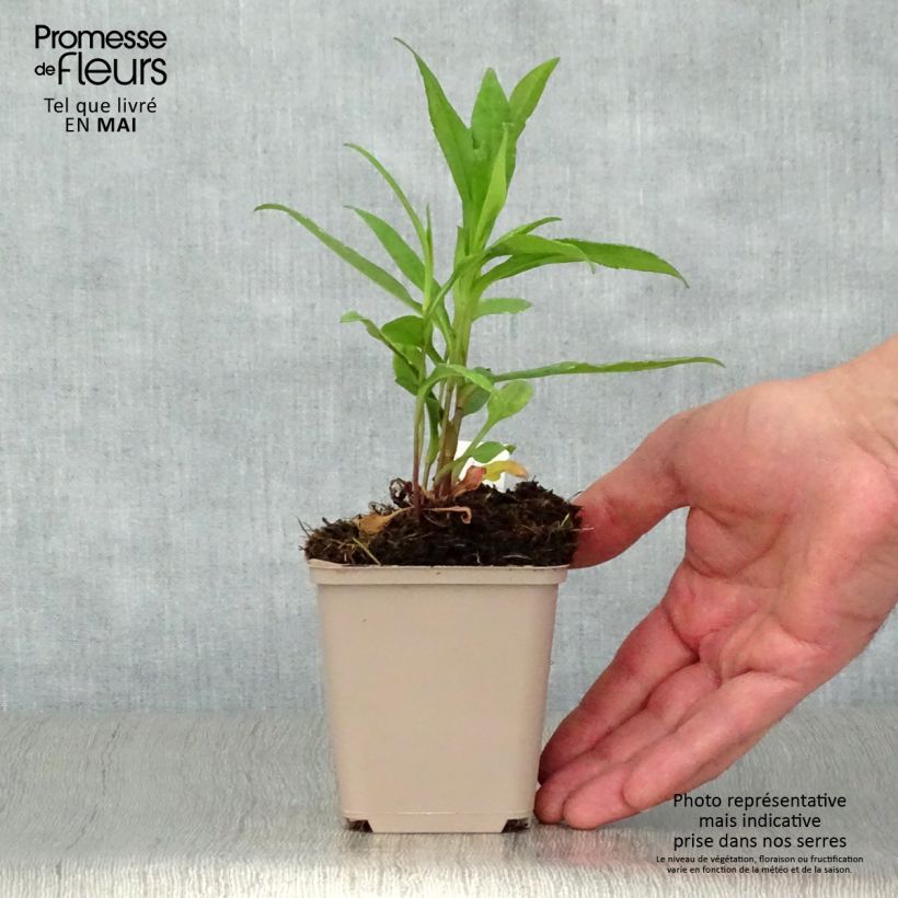 Spécimen de Aster novi-belgii Porzellan - Aster grand d'automne Godet de 8/9 cm tel que livré au printemps