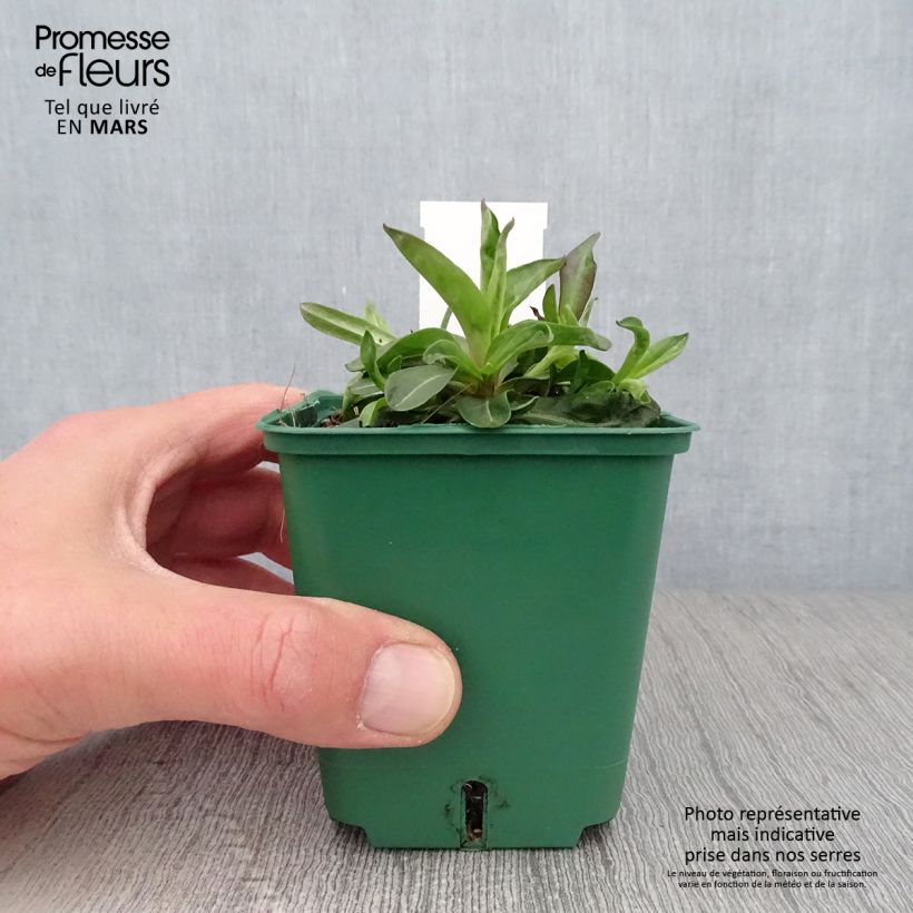 Spécimen de Aster novi-belgii Reitlingstal - Aster grand d’automne Godet de 8/9 cm tel que livré au printemps