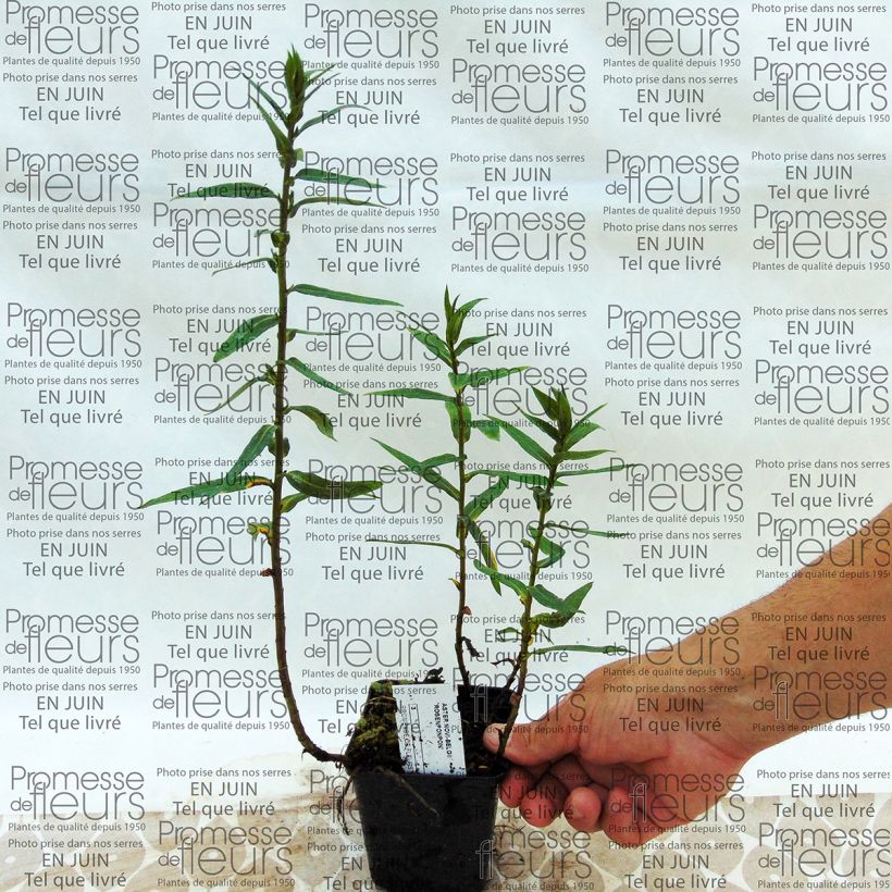 Exemple de spécimen de Aster novi-belgii Rosenponpon - Aster grand d’automne Godet de 8/9 cm tel que livré