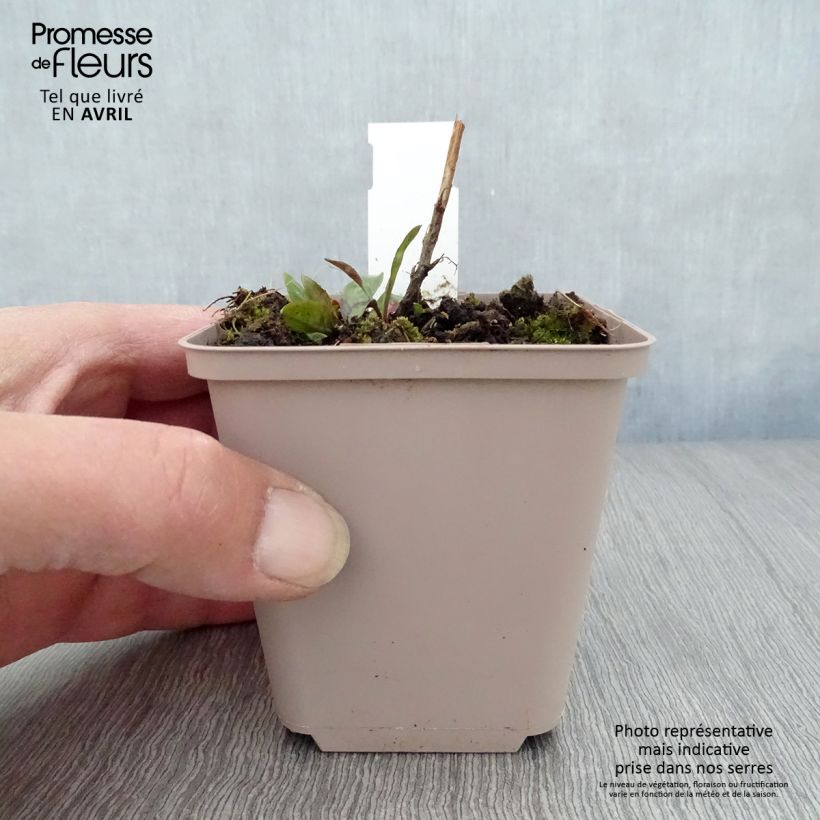 Spécimen de Aster novi-belgii Rosenquarz - Aster grand d'automne Godet de 8/9 cm tel que livré au printemps