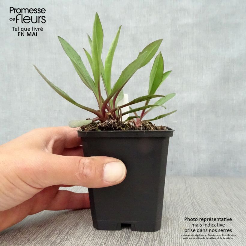 Spécimen de Aster novi-belgii Sarah Ballard Godet de 8/9 cm tel que livré au printemps