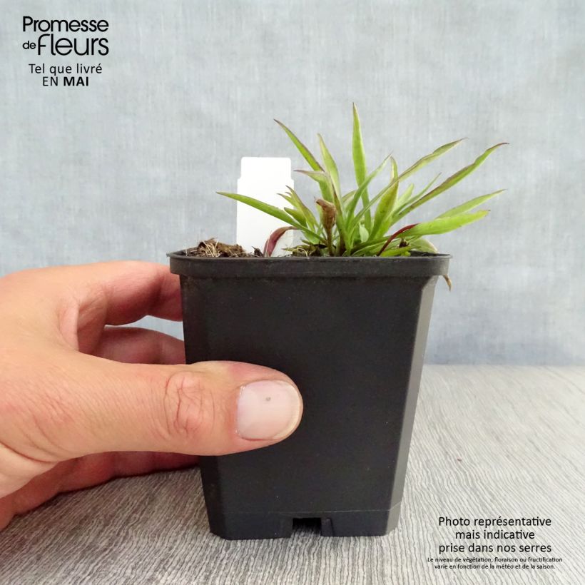 Spécimen de Aster novi-belgii Winston S. Churchill Godet de 8/9 cm tel que livré au printemps