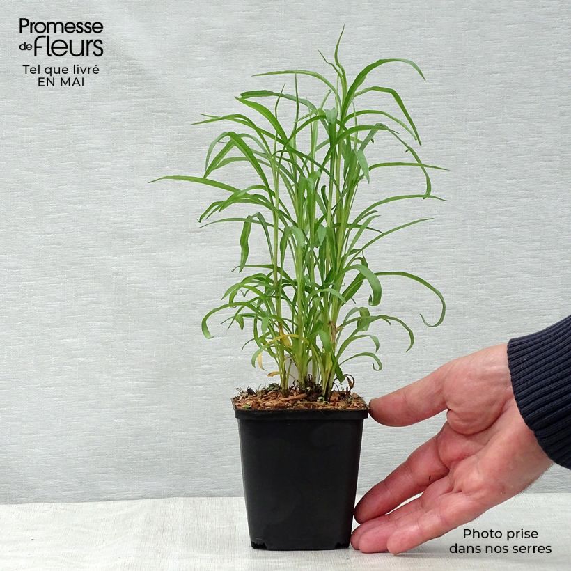 Spécimen de Aster pringlei Monte Cassino Godet de 8/9 cm tel que livré au printemps