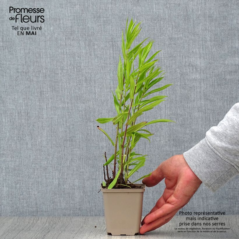 Spécimen de Aster puniceus Godet de 8/9 cm tel que livré au printemps