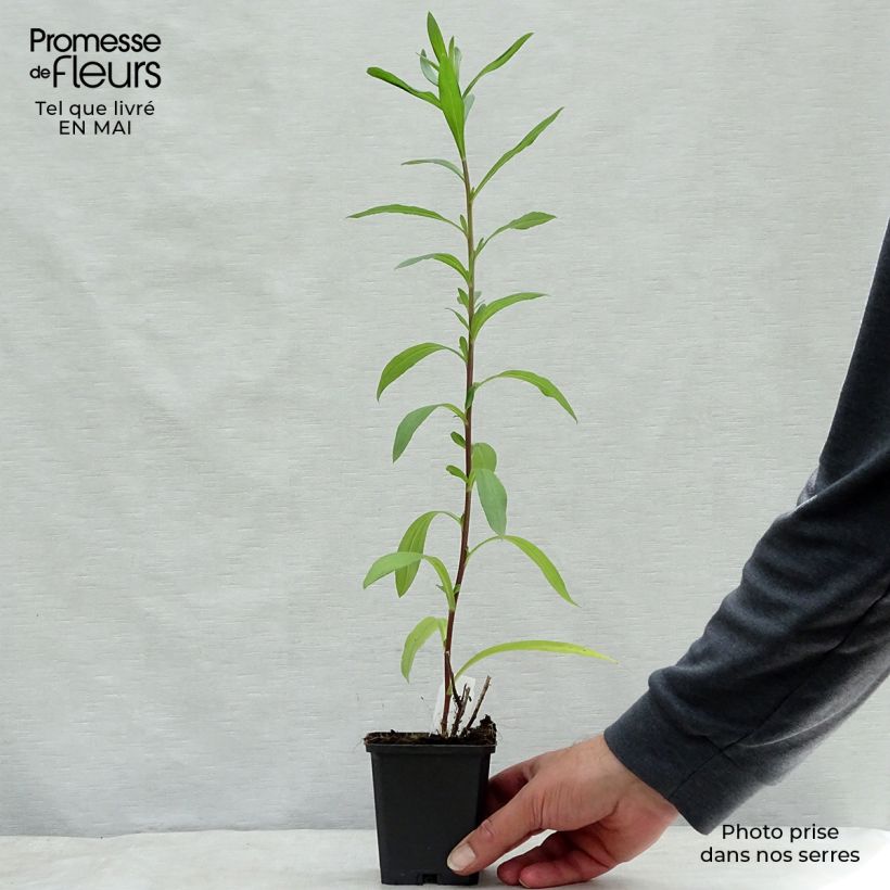 Spécimen de Aster pyrenaeus Lutetia - Aster d’été des Pyrénées Godet de 8/9 cm tel que livré au printemps