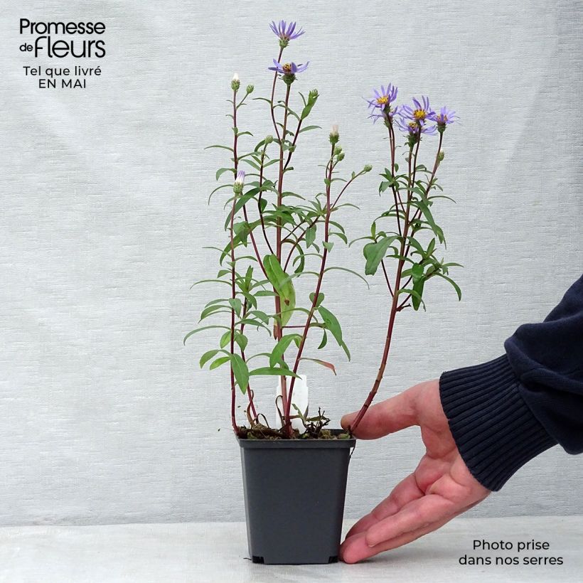 Spécimen de Aster radula August Sky - Aster d’été Godet de 8/9 cm tel que livré au printemps