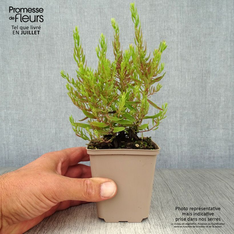 Spécimen de Aster sedifolius Nanus - Aster à feuilles de sedum Godet de 8/9 cm tel que livré en été