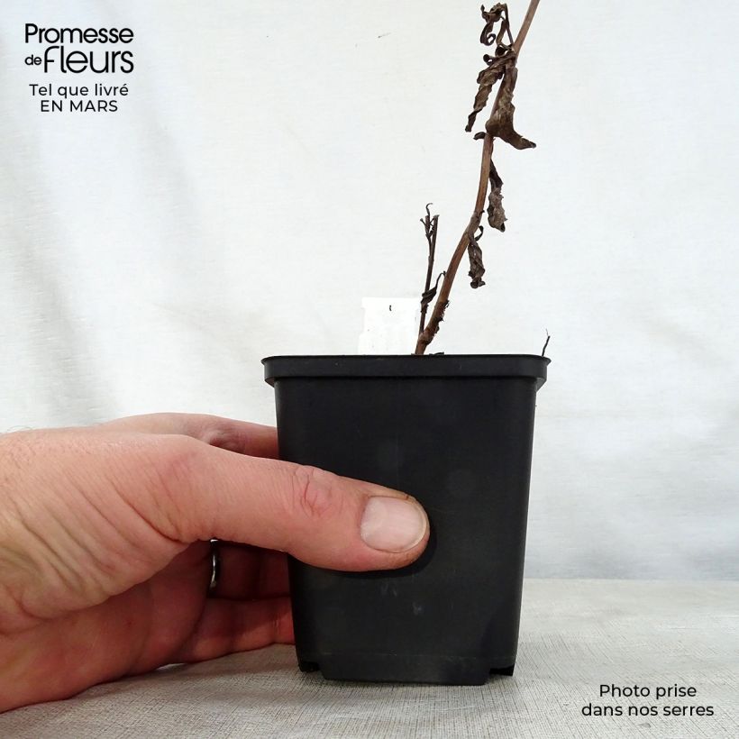 Spécimen de Aster thomsonii Nanus - Aster d'été Godet de 8/9 cm tel que livré au printemps