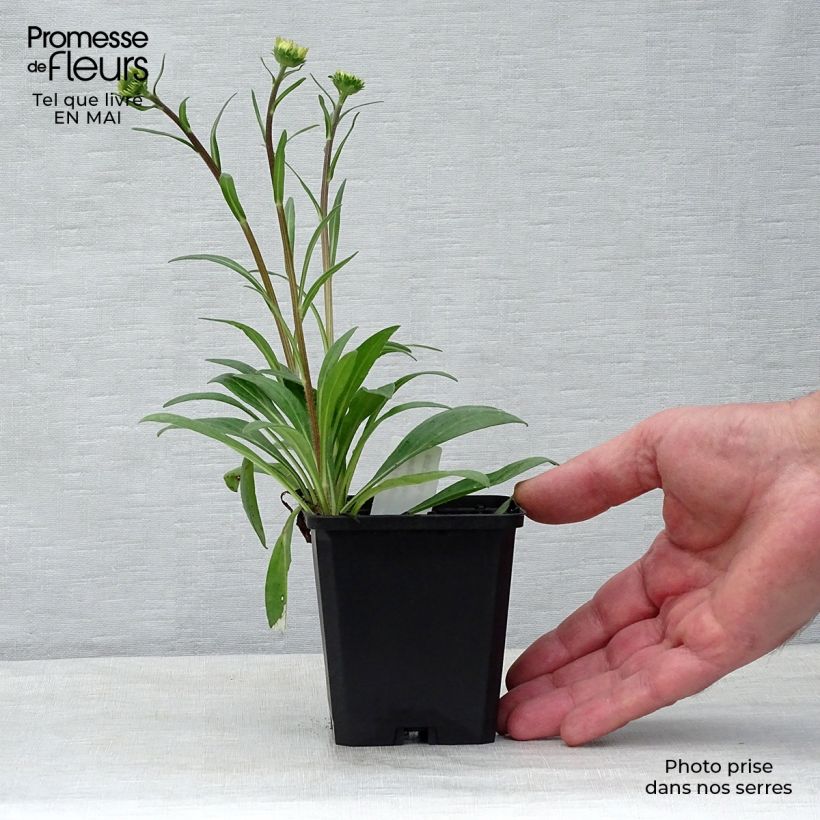 Spécimen de Aster tongolensis Berggarten - Aster de Printemps Godet de 8/9 cm tel que livré au printemps