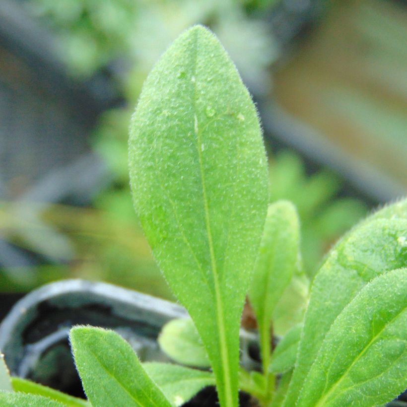 Aster tongolensis Wartburgstern - Aster de Printemps (Feuillage)