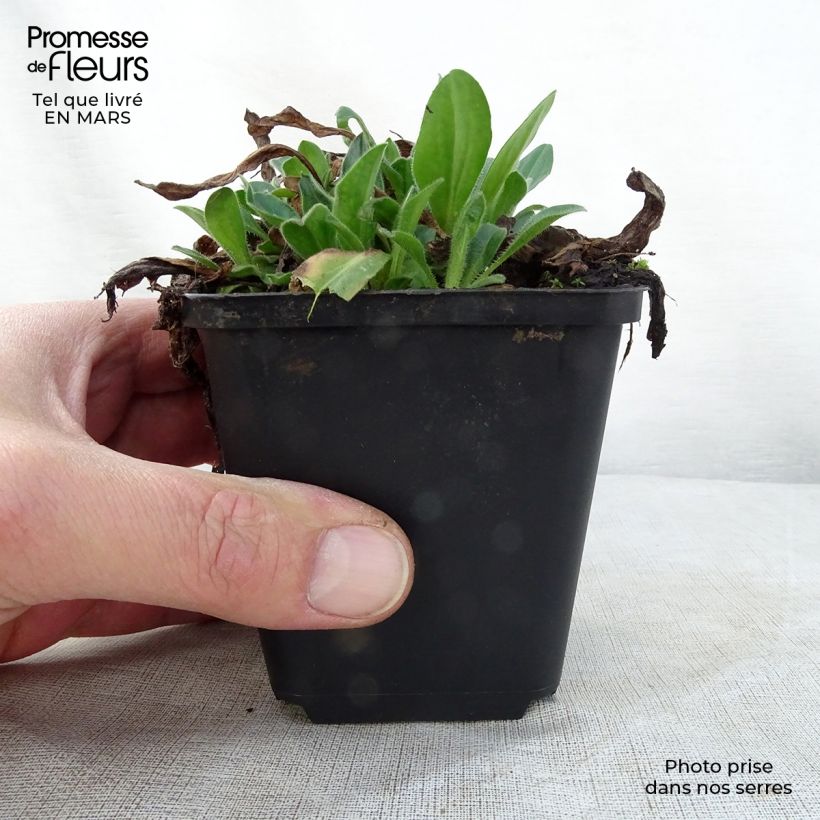 Spécimen de Aster tongolensis Wartburgstern - Aster de Printemps Godet de 8/9 cm tel que livré au printemps