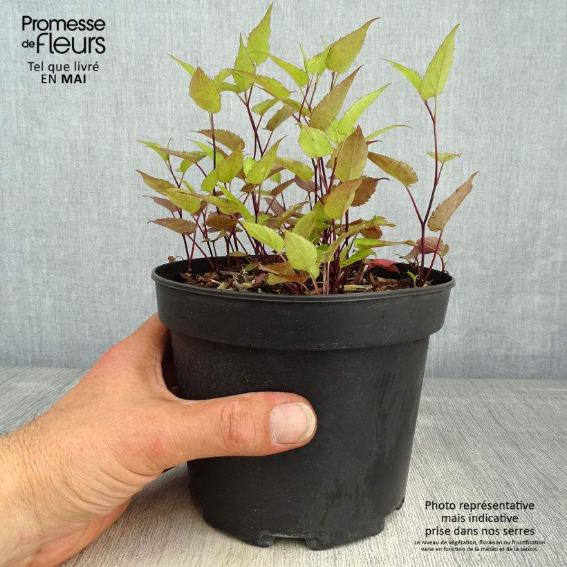Spécimen de Aster tradescantii - Aster d'automne Pot de 2L/3L tel que livré au printemps