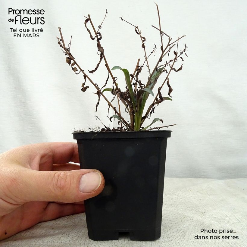 Spécimen de Aster turbinellus - Aster buissonant d'automne Godet de 8/9 cm tel que livré au printemps