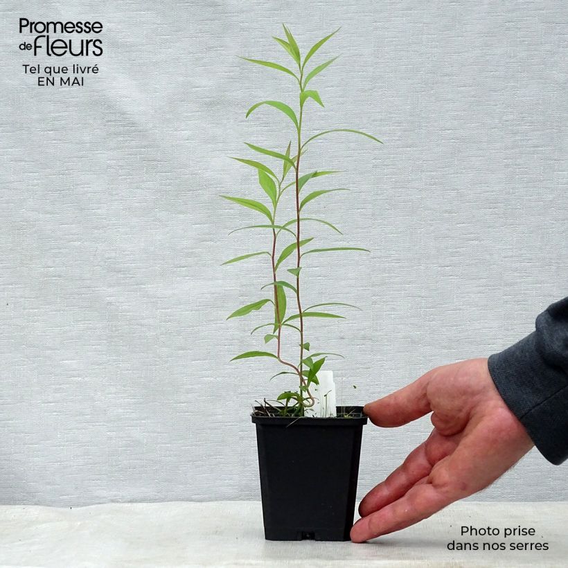 Spécimen de Aster umbellatus Weisser Schirm - Aster en ombelles Godet de 8/9 cm tel que livré au printemps