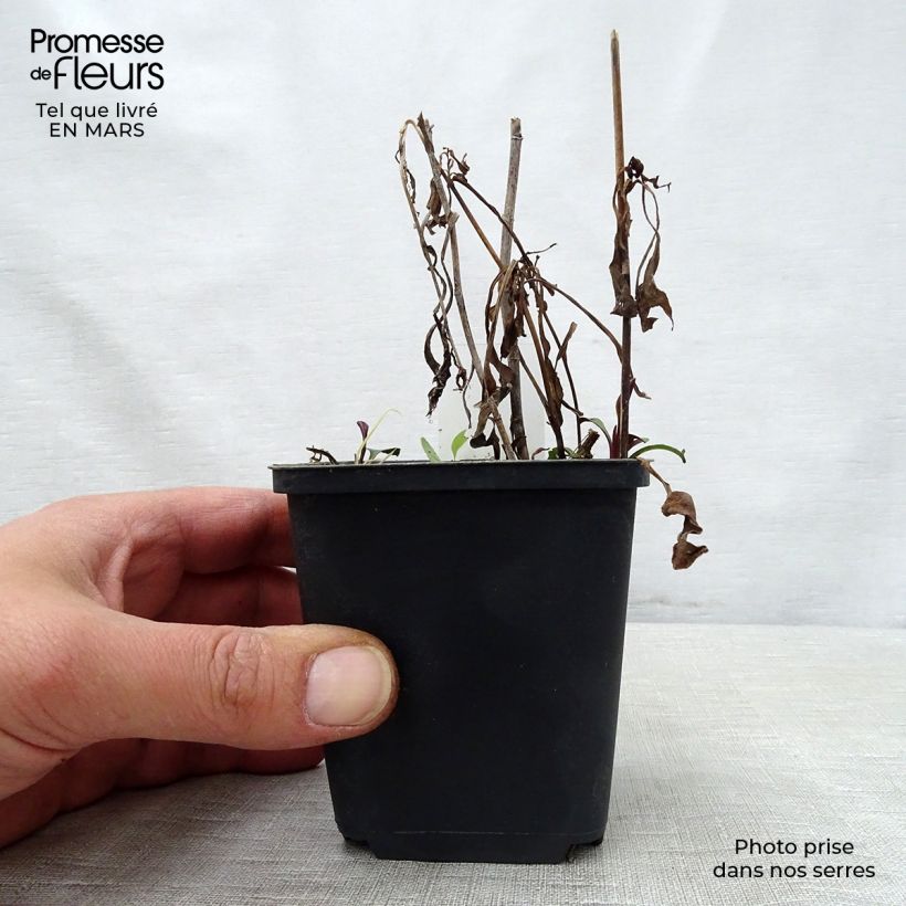 Spécimen de Aster versicolor Altweibersommer - Aster grand d'automne Godet de 8/9 cm tel que livré au printemps