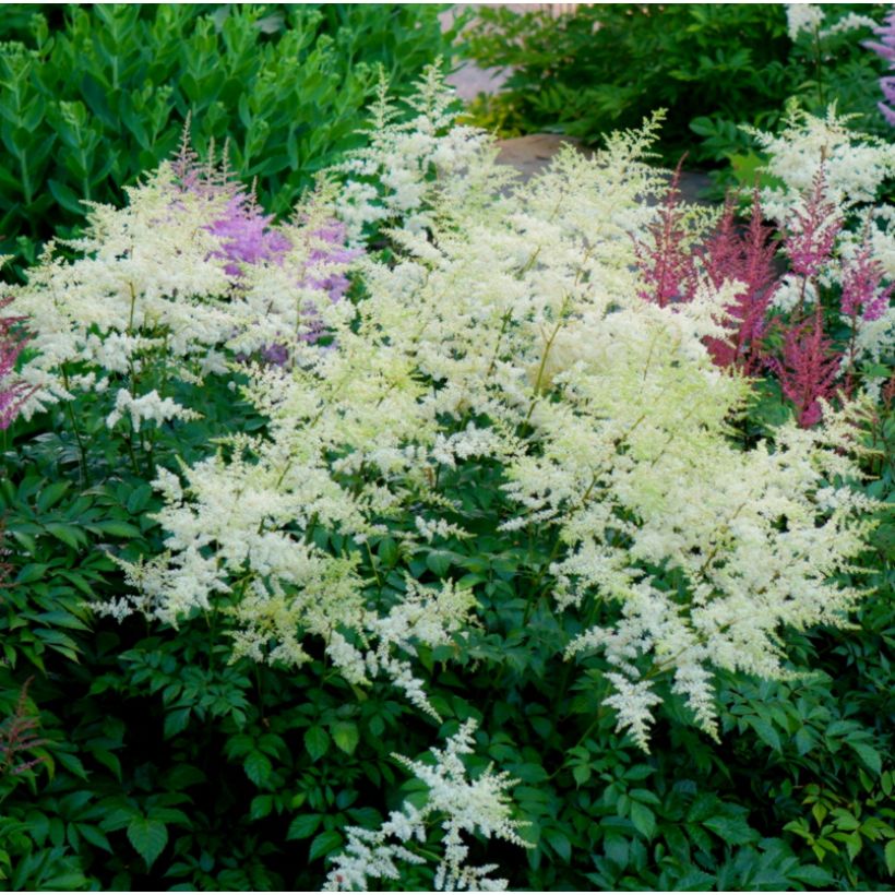 Astilbe Avalanche (Port)